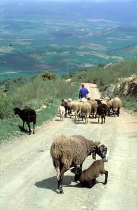 photo © farm-images